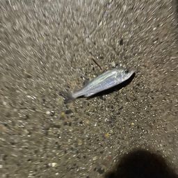 セイゴ（ヒラスズキ）