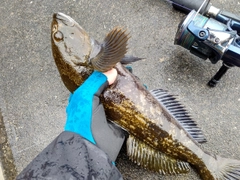 アイナメの釣果