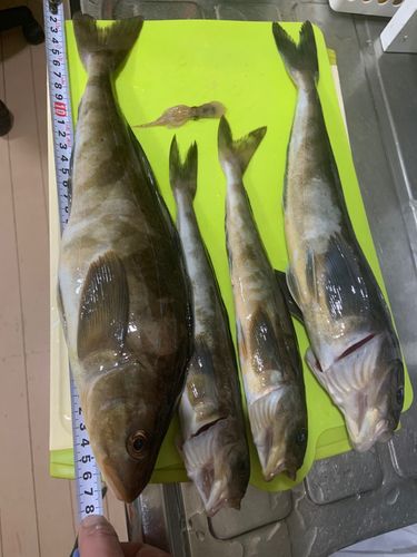 ホッケの釣果