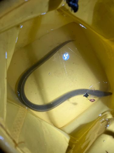 ニホンウナギの釣果