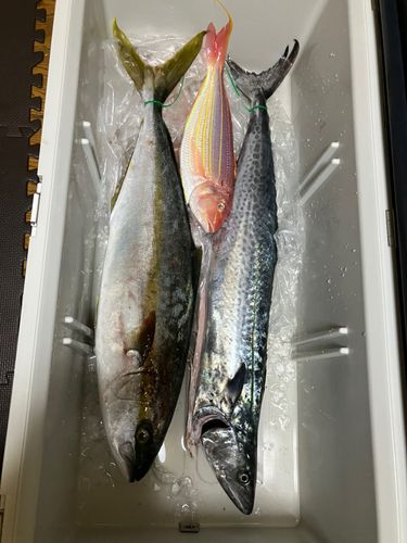 ヒラマサの釣果