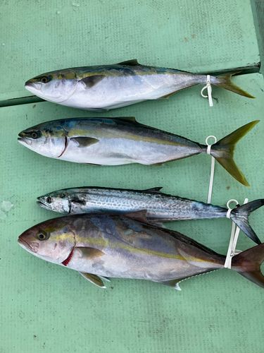 カンパチの釣果