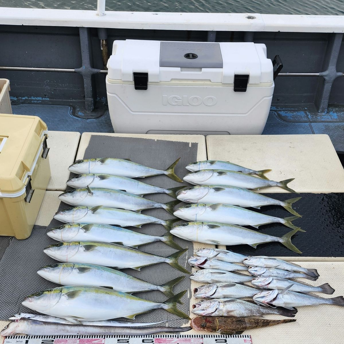 SOUTH(サウス)さんの釣果 1枚目の画像