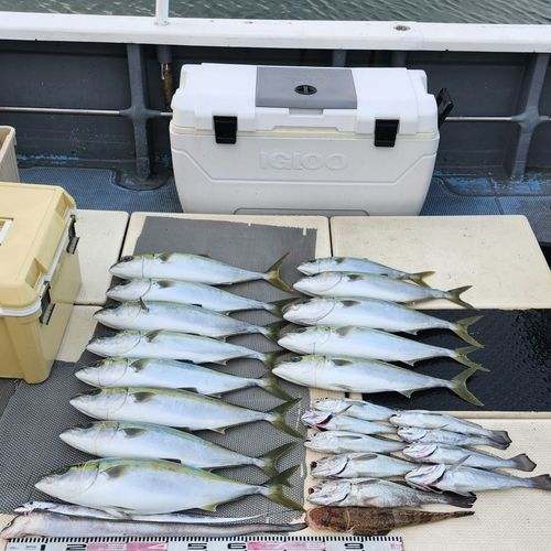 クログチの釣果