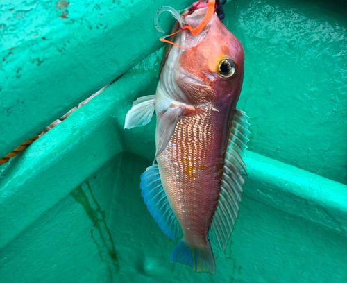 アカアマダイの釣果