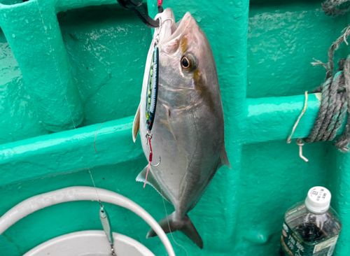 カンパチの釣果