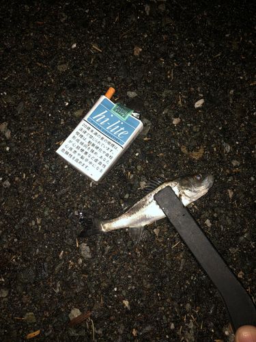 セイゴ（マルスズキ）の釣果