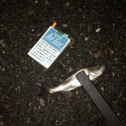 セイゴ（マルスズキ）