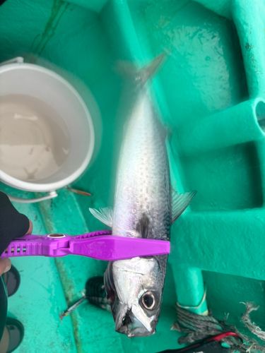 サバの釣果