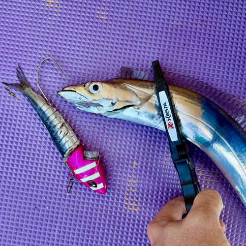 タチウオの釣果