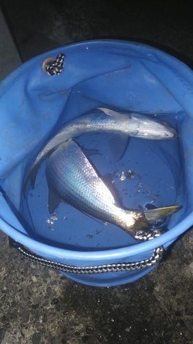 東京湾（アクアライン〜富津）