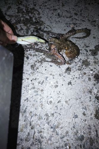 マダコの釣果