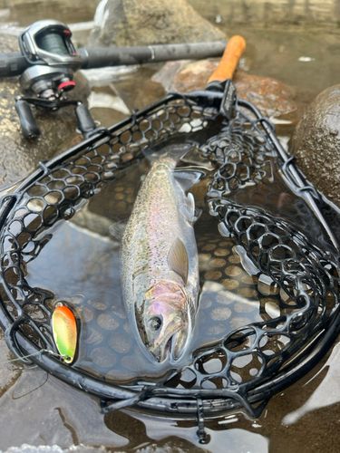 ニジマスの釣果