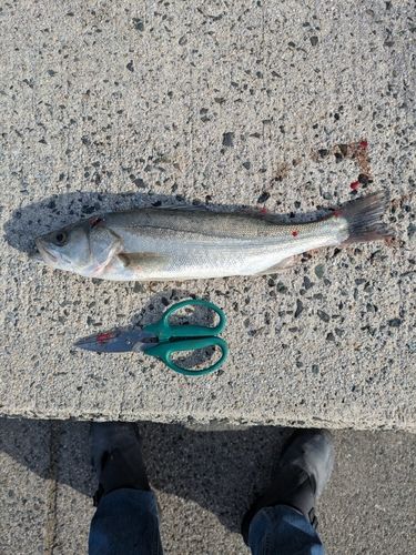 福間漁港海浜公園