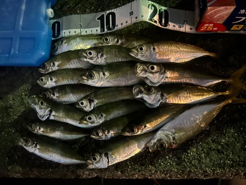 アジの釣果
