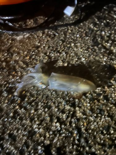 イカの釣果
