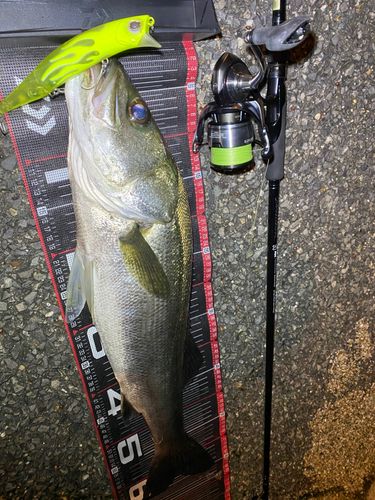 シーバスの釣果