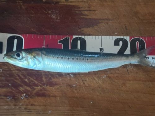 マイワシの釣果