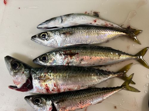 サバの釣果