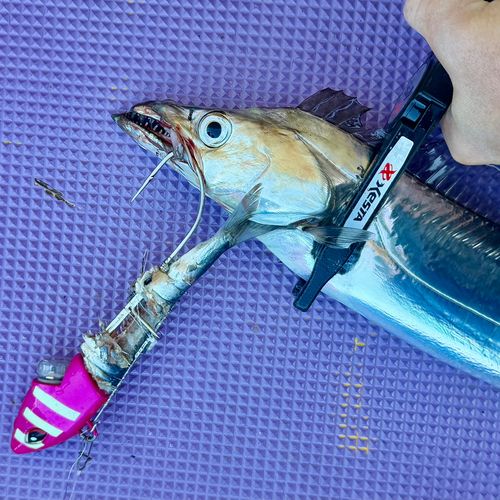 タチウオの釣果