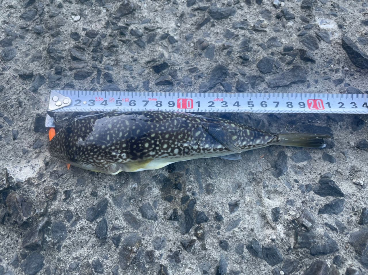 ショウサイフグ