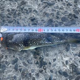 ショウサイフグ