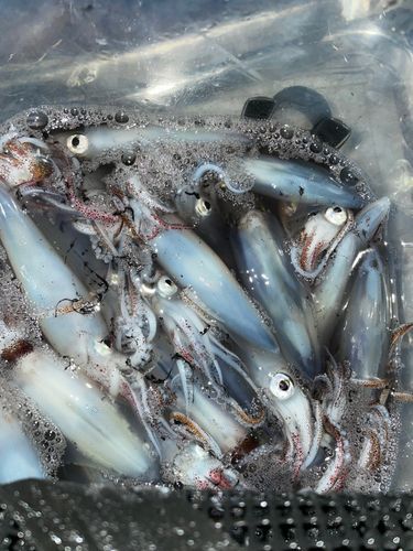 マメイカの釣果