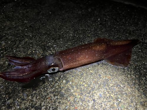 スルメイカの釣果