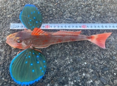 ホウボウの釣果