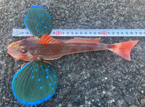 ホウボウの釣果