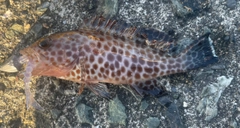 オオモンハタの釣果