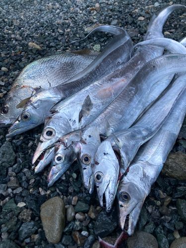 タチウオの釣果