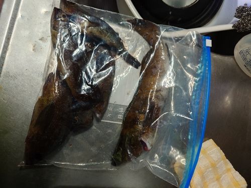 エゾメバルの釣果