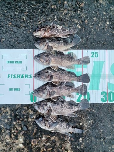 クロソイの釣果