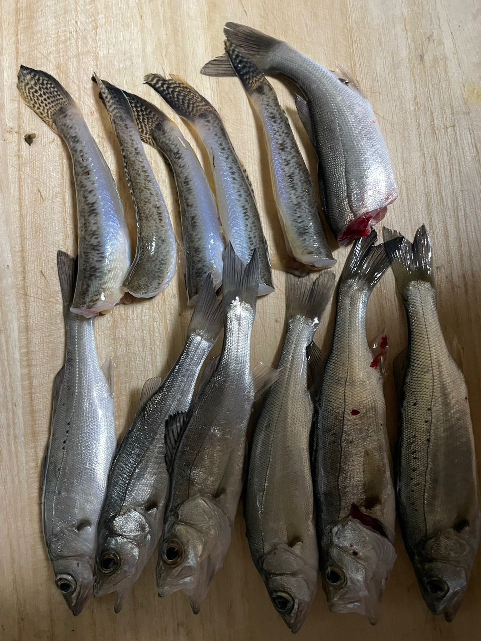 セイゴ（ヒラスズキ）