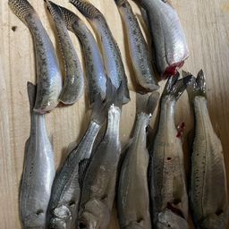 セイゴ（ヒラスズキ）