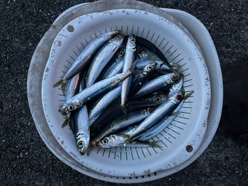 ウルメイワシの釣果