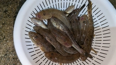 マハゼの釣果