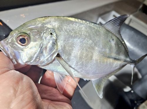 ギンガメアジの釣果