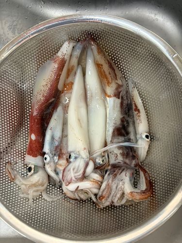 スルメイカの釣果