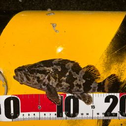 タケノコメバル