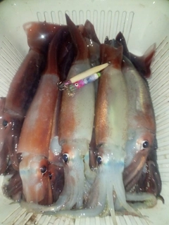 スルメイカの釣果