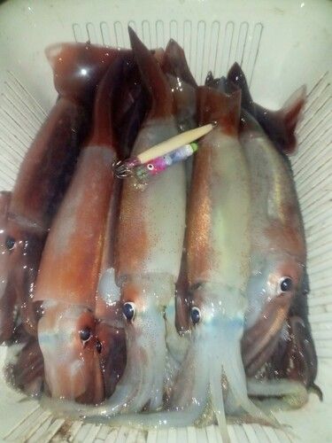 三陸海岸（岩手）