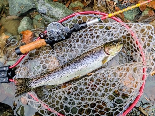 カットスロートの釣果