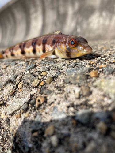 平磯海づり公園