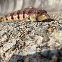 クラカケトラギス