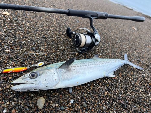 サゴシの釣果