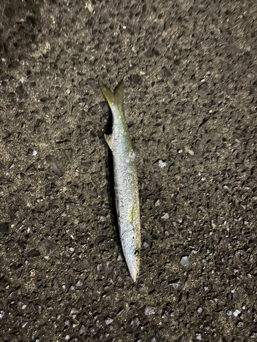 アカカマスの釣果