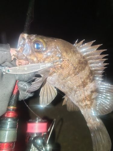 メバルの釣果