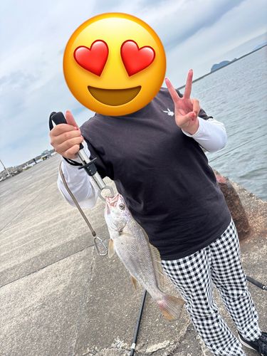 ニベの釣果
